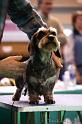 Crufts2011_2 1048